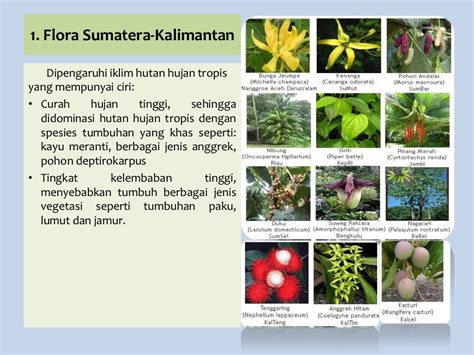 apa yang menjadi ciri khas flora di indonesia