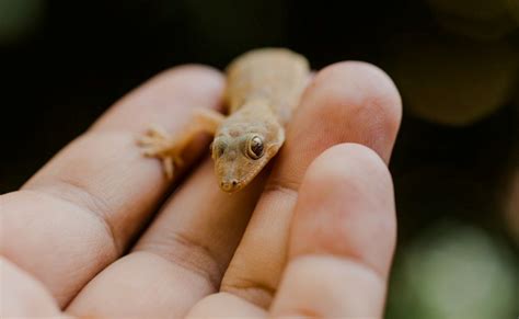 APA ARTI KEJATUHAN CICAK - MITOS Pertanda Kejatuhan Kotoran Cicak, di Tangan atau di