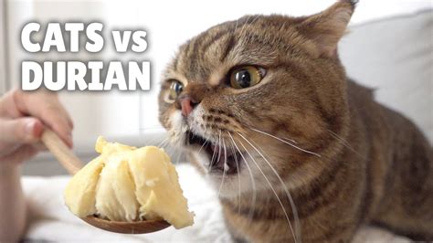 apakah kucing boleh makan durian