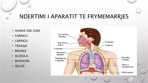 aparati i frymemarrjes