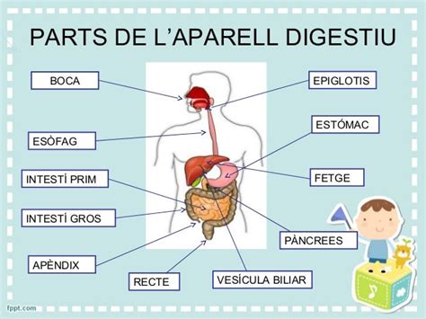 Aparell Digestiu 5