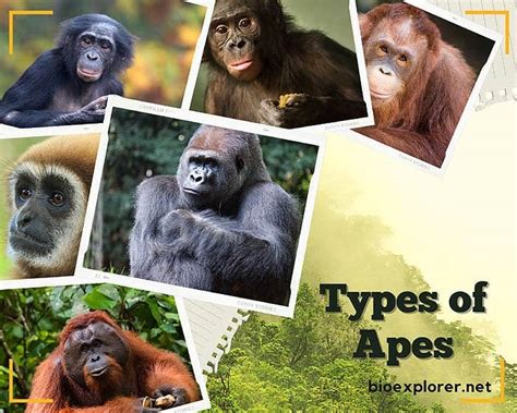 Apes Diagrams