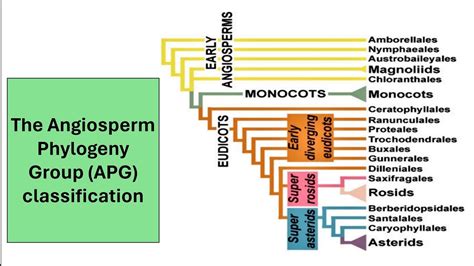 Apg System Of Classification
