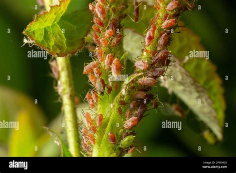 aphid biography