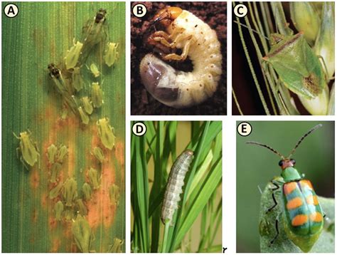 aphids as crop pests