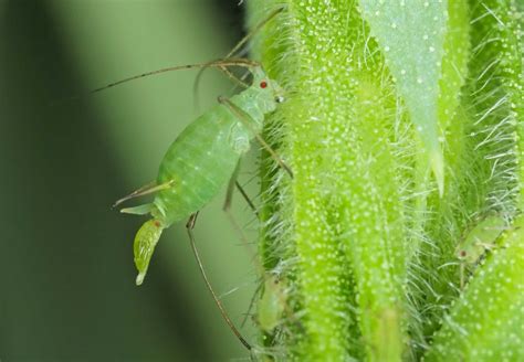 Aphids Photosynthesis