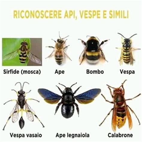 api o vespe