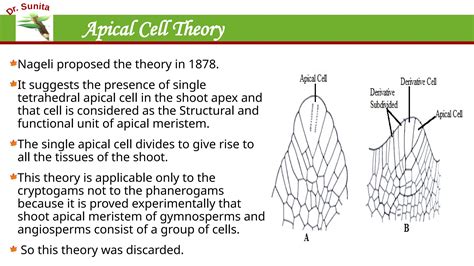 Apical Cell Theory
