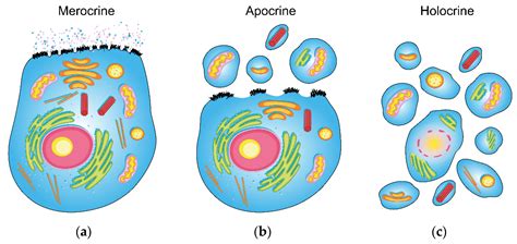 Apocrine Vs Eccrine