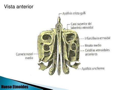 Apofisis Unciforme Del Etmoides