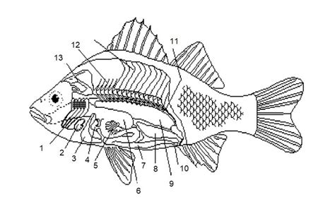 Read Online Apologia Biology Module 13 Study Guide Answers 