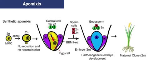 Apomixis And Polyembryony