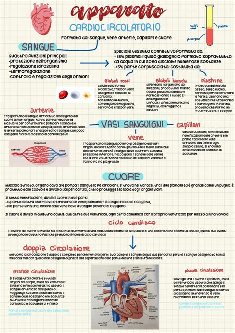 Apparato Circolatorio Schema