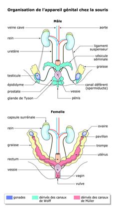 Appareil Reproducteur Masculin 3d   Shemeanatomie Souris Appareil Genital Femelle - Appareil Reproducteur Masculin 3d