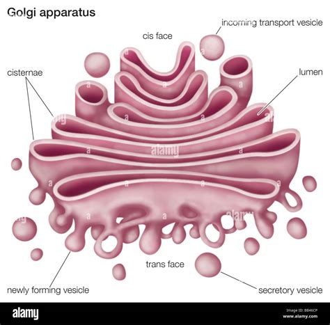 Appareils De Golgi