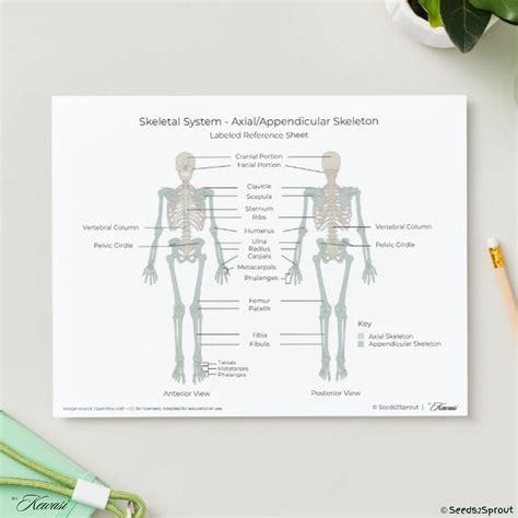Appendicular Skeleton Packet Answer Key