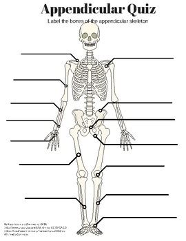 Download Appendicular Skeleton Labeling Quiz Parts Of Bones 
