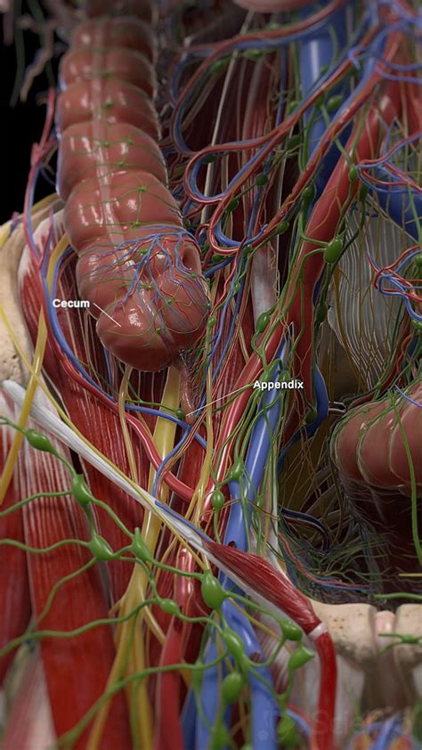 Appendix C Interactive Physiology Exe