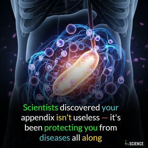 Appendix Isnt Useless At All Answers