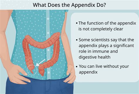 appendix meaning