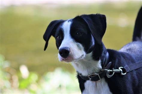 appenzeller border collie mix