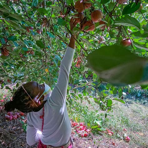 apple picking georgia