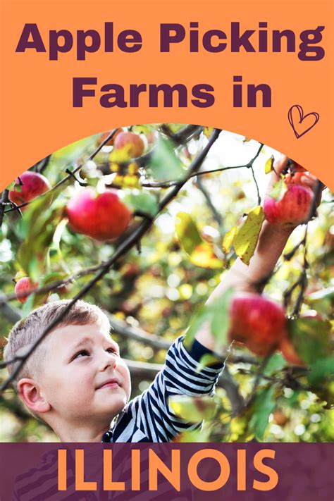 apple picking illinois
