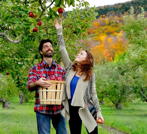 apple picking massachusetts