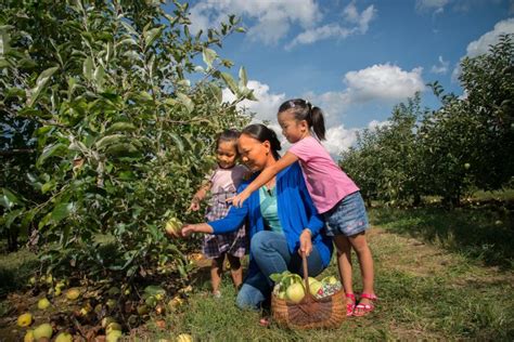 apple picking virginia