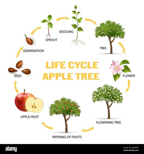 Apple Tree Life Cycle