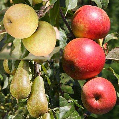 Read Apple Pear Trees Pomona Fruits 