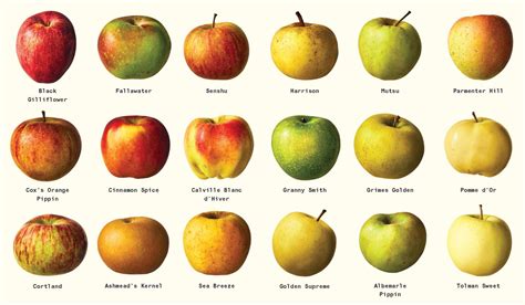 Full Download Apple Varieties Identification Guide 