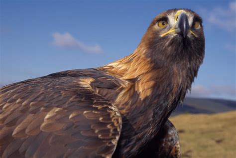 applecross eagle