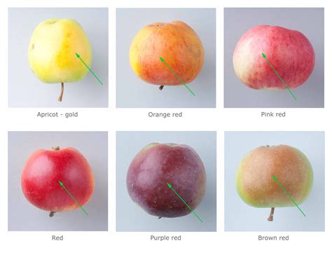 apples colors