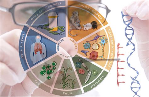 Application Of Genetic Engineering In Agriculture