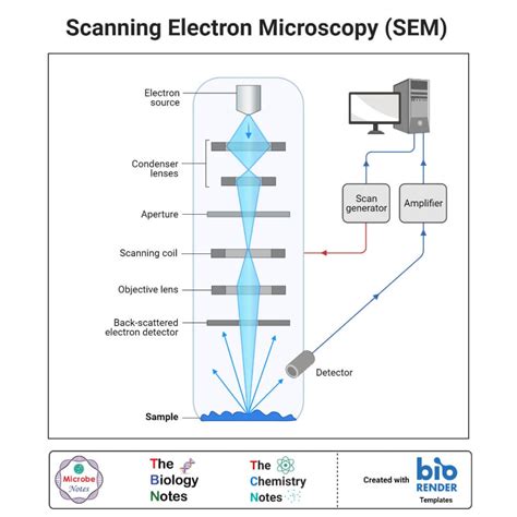 Application Of Scanning Electron Microscopy And Confocal