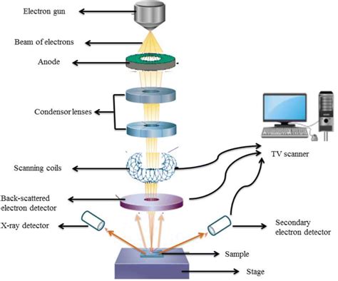 Read Application Of Scanning Electron Microscopy And Confocal 