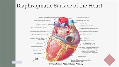 Applied Practice In Heart Of Darkness Answer Key Skrsat