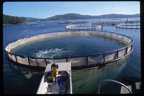 Read Aquaculture Science 