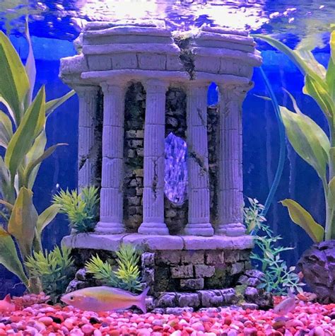 aquarium roman