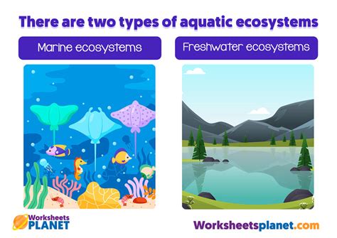 Aquatic Ecosystems For Kids Science Teachers Resources Aquatic Ecosystems Worksheet Answer Key - Aquatic Ecosystems Worksheet Answer Key