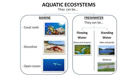 Aquatic Ecosystems Worksheet Answer Key Unlock The Secrets Aquatic Ecosystems Worksheet Answer Key - Aquatic Ecosystems Worksheet Answer Key