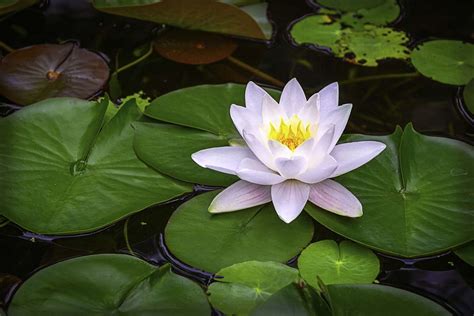 aquatic flora