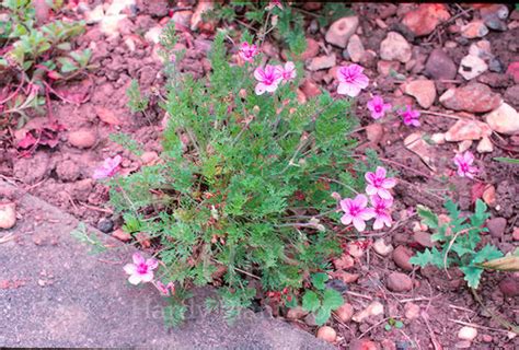 ar erodium hardy