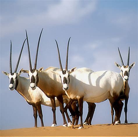 Full Download Arabian Oryx Iucn 