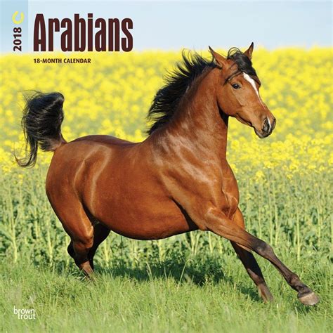 Full Download Arabians 2018 12 X 12 Inch Monthly Square Wall Calendar Animals Horses Multilingual Edition 