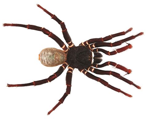 Arachnology Wikipedia Spider Science - Spider Science