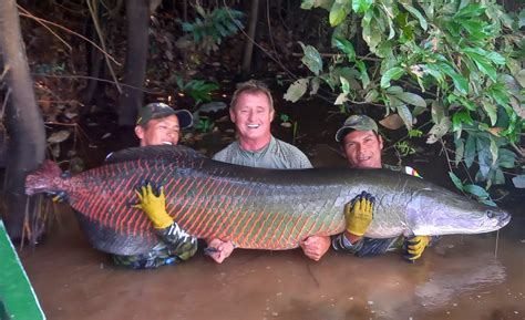 arapaima