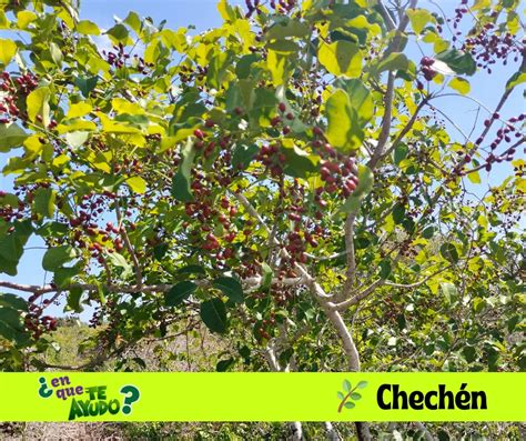 Arbol De Chechen