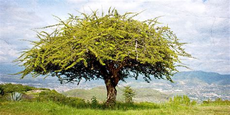 Arbol De Copal